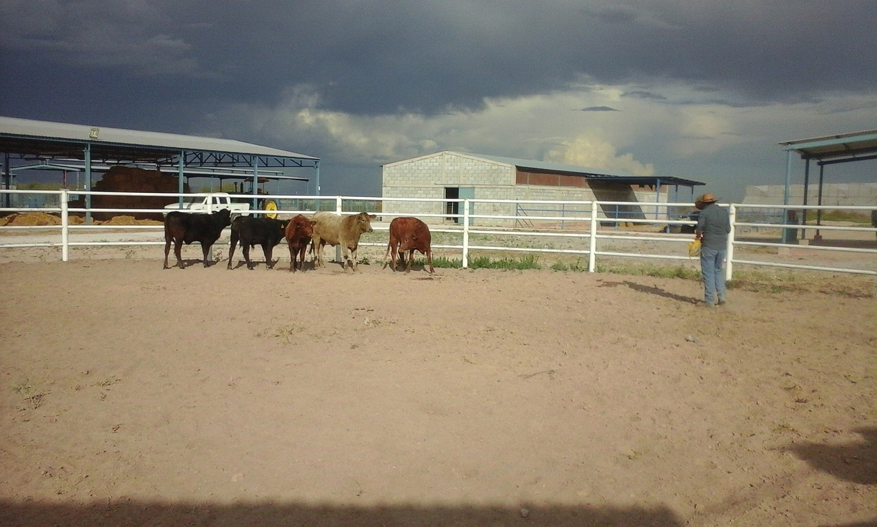 Field Cowboy West - Free photo on Pixabay - Pixabay