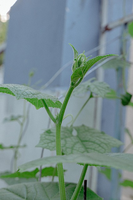 Free Bud Flower Vietnam photo and picture