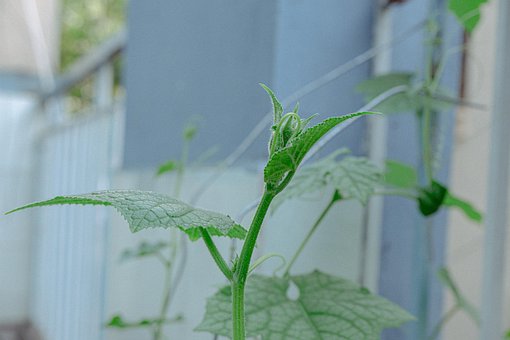 Free Flower Bud photo and picture