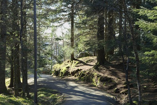 Free Forest Norway photo and picture