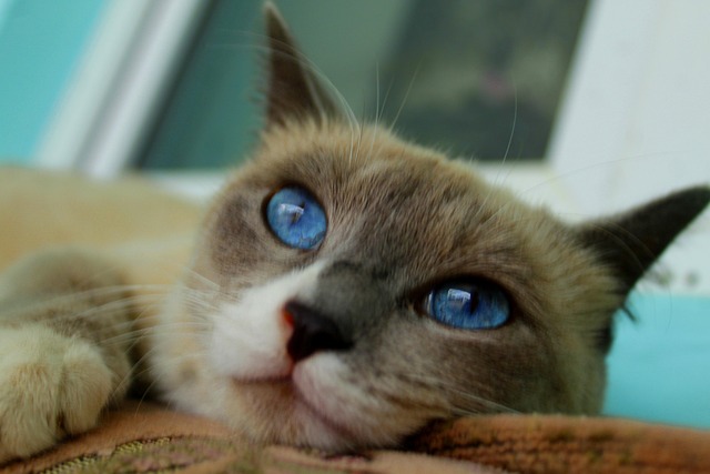 Free Cat Thai Cat photo and picture