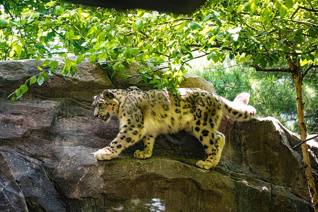 Snow Leopard, Zoo, Raubtier
