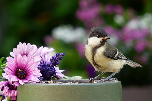 Free Bird Great Tit photo and picture