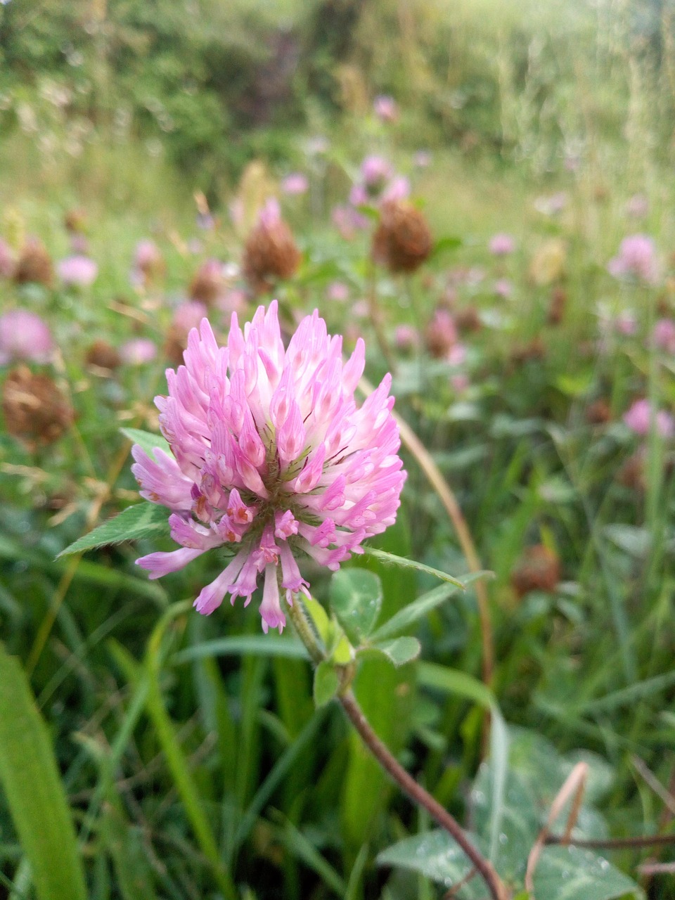Red Clover Flower Pink Free photo on Pixabay Pixabay