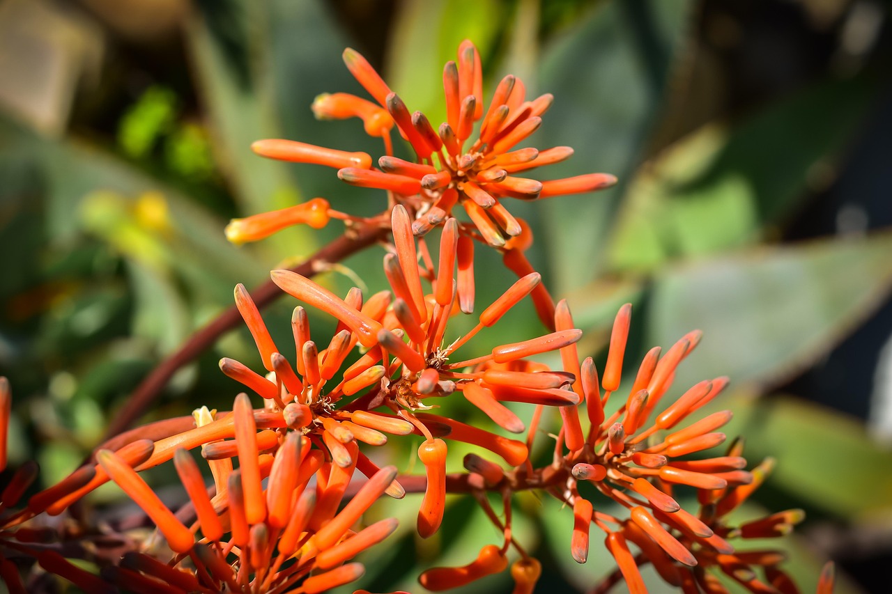 Fiori Di Aloe Vera Impianto - Foto gratis su Pixabay