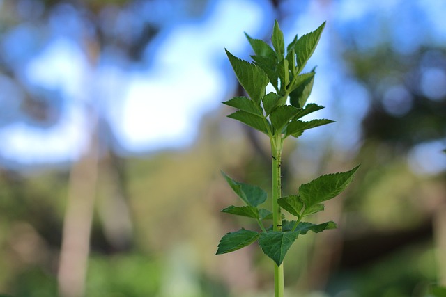 Free Leaves Plant photo and picture