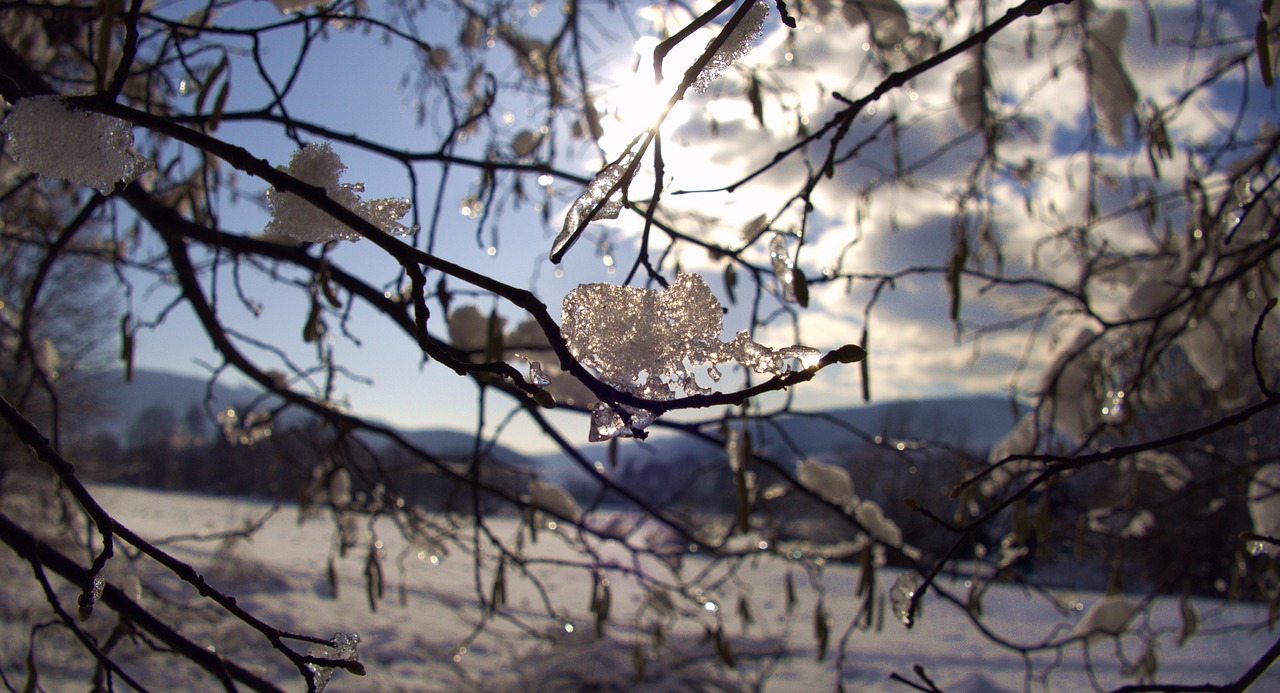 雪 冬天 树枝性质 - Pixabay上的免费照片 - Pixabay