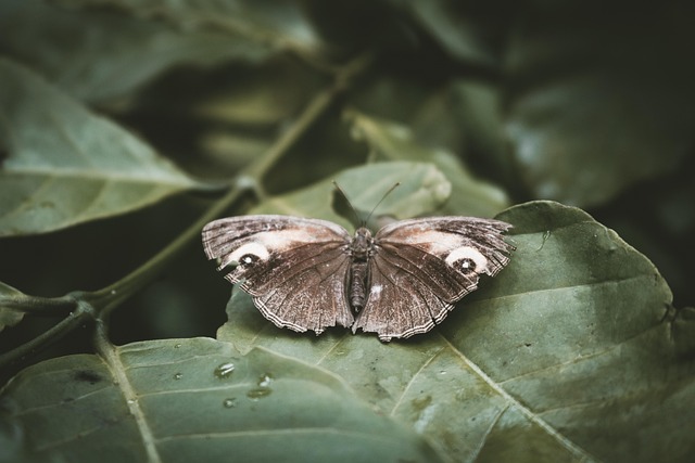 Free Butterfly Insect photo and picture