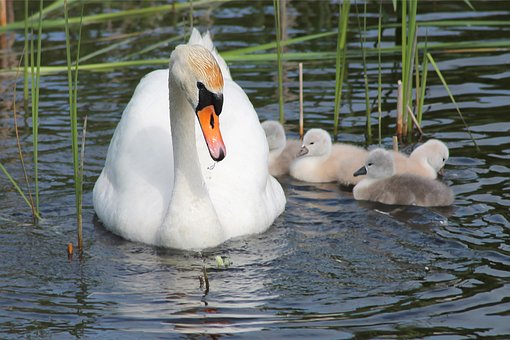 Free Swan Birds photo and picture