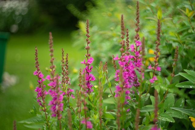 Free Flowers Bloom photo and picture