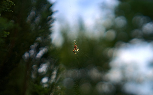 Free Spider Arachnid photo and picture