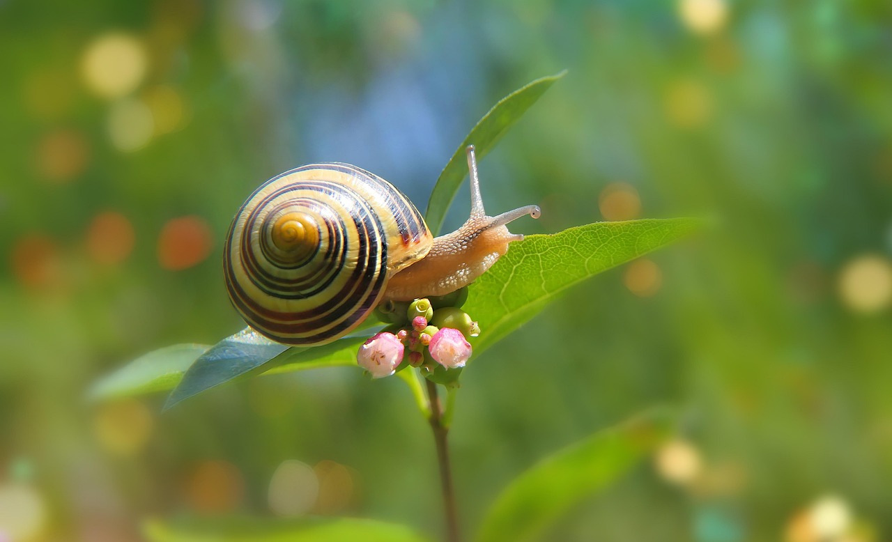 Snail Shell Mollusk Free photo on Pixabay Pixabay