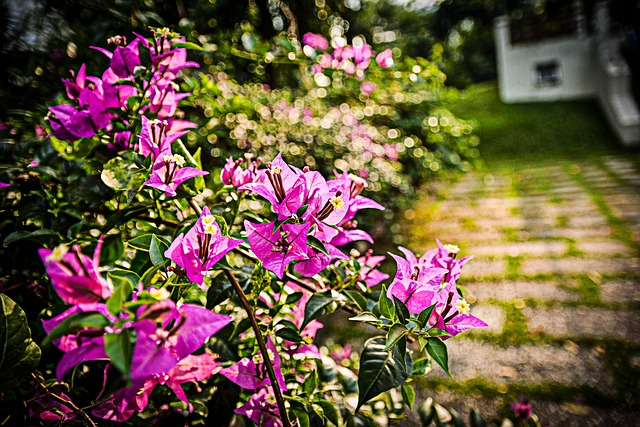100 Graines De Bougainvilliers Jaunes - Pour Cultiver Vos Propres Fleurs Colorées