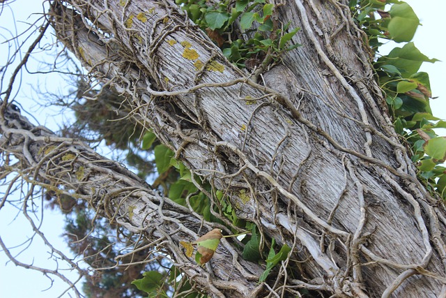 Free Tree Vines photo and picture