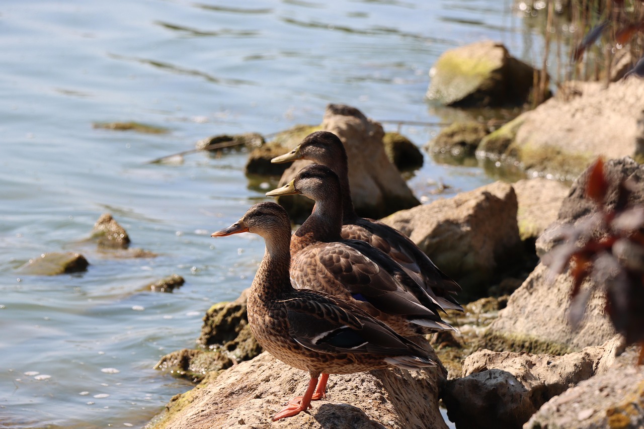 Ducks Mallards Birds - Free photo on Pixabay - Pixabay
