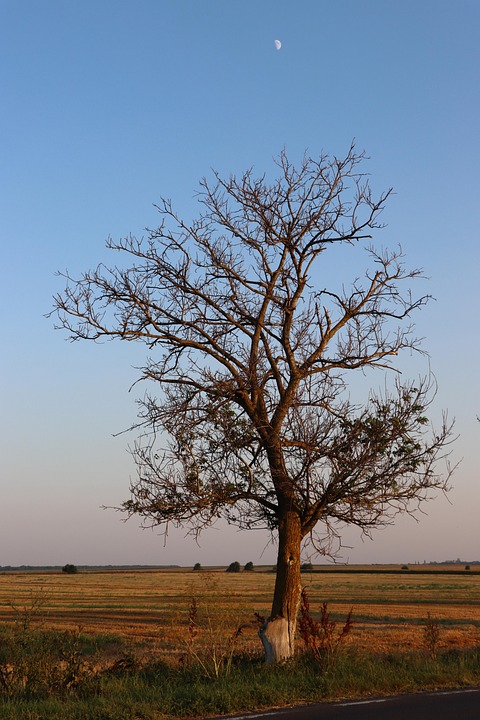 Tree Rural Nature - Free photo on Pixabay - Pixabay