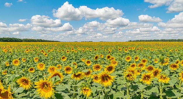 Free Sunflowers Field photo and picture