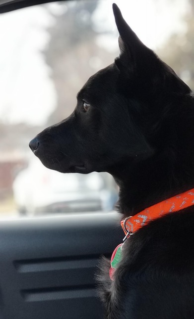 Free Dog Animal photo and picture