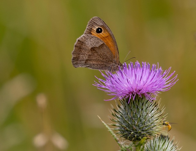 Meadow Brown Butterfly