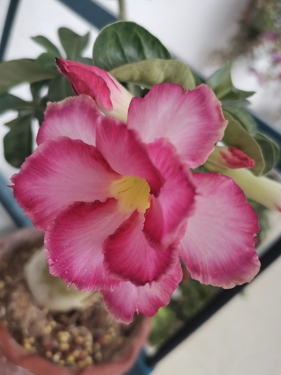 Rose Du Désert (Adenium) Rhizome Résistant à L'hiver - Plante D'intérieur/extérieur Florifère - Facile D'entretien, Besoin De Soleil