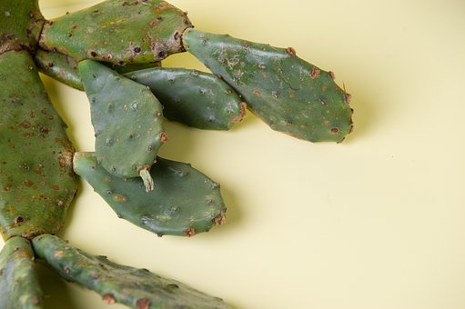 Cactus, Natur, Plante, Grøn, Synlig