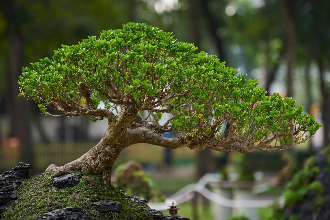 Picg Tree Tree Park Gardening - Free photo on Pixabay