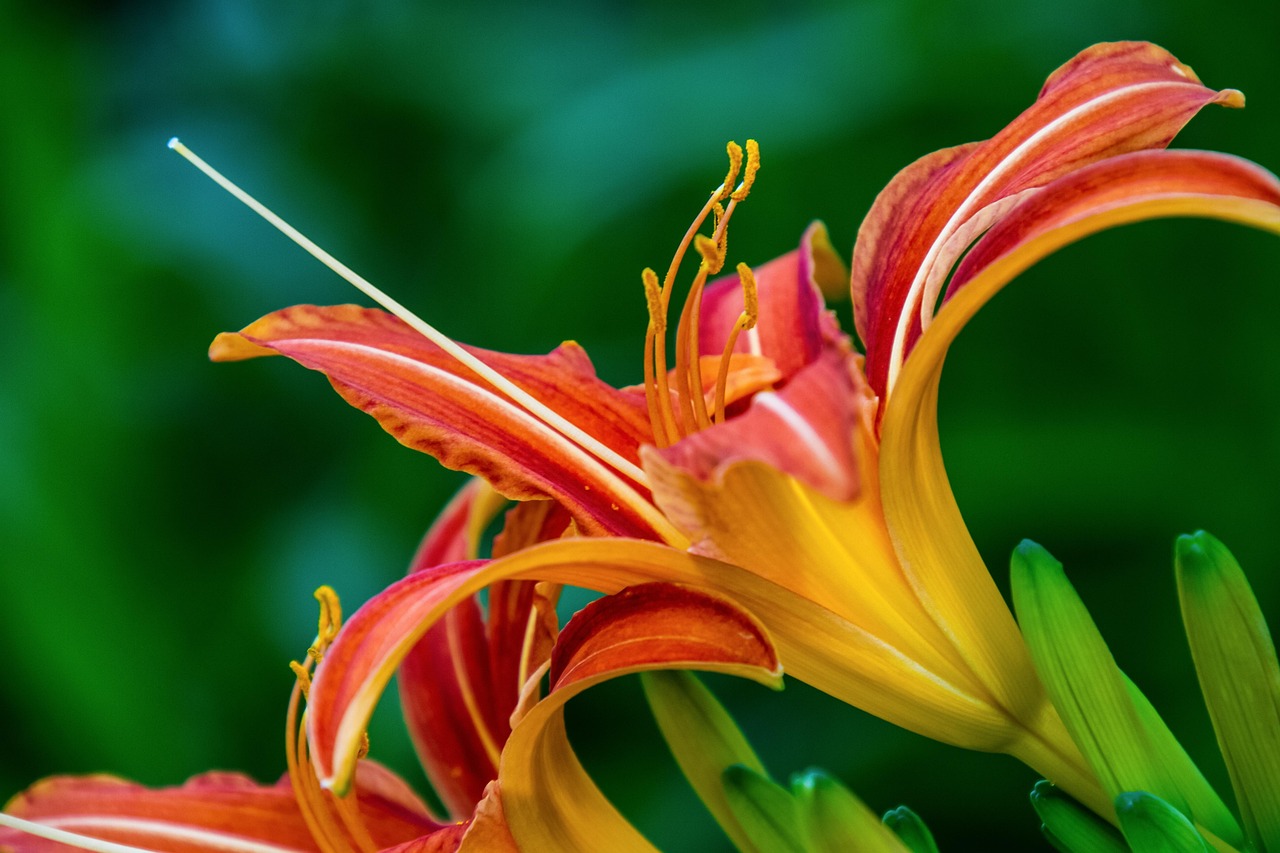 Lily - free online jigsaw puzzle photo