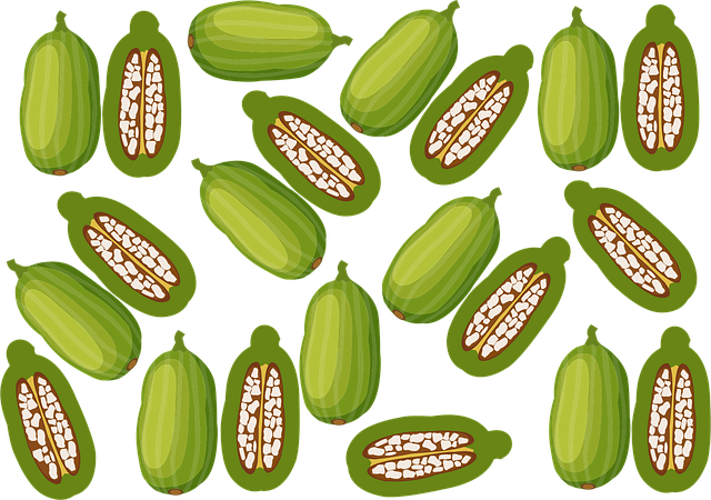 Free baobab fruit healthy vector