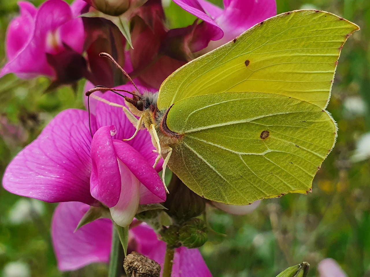 Butterfly Flower Pollinate Free photo on Pixabay Pixabay
