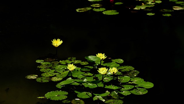 Water Lilies Pond Lily Pads Free Photo On Pixabay