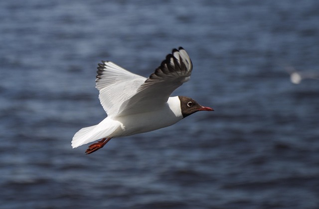 Free Black-Headed Seagull Bird photo and picture