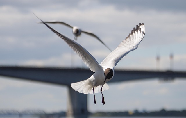 Free Black-Headed Seagulls Birds photo and picture