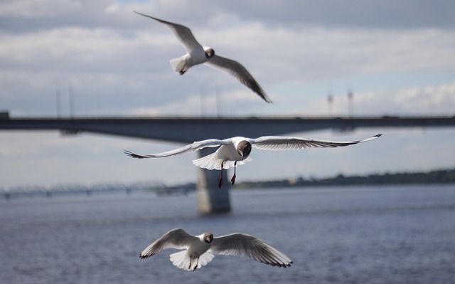 Free Black-Headed Seagulls Birds photo and picture