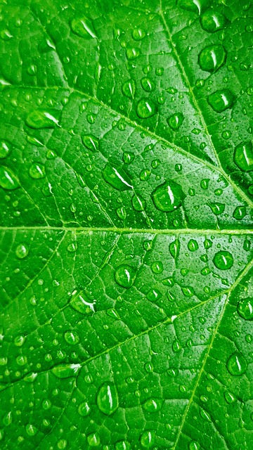 Free Leaf Green photo and picture