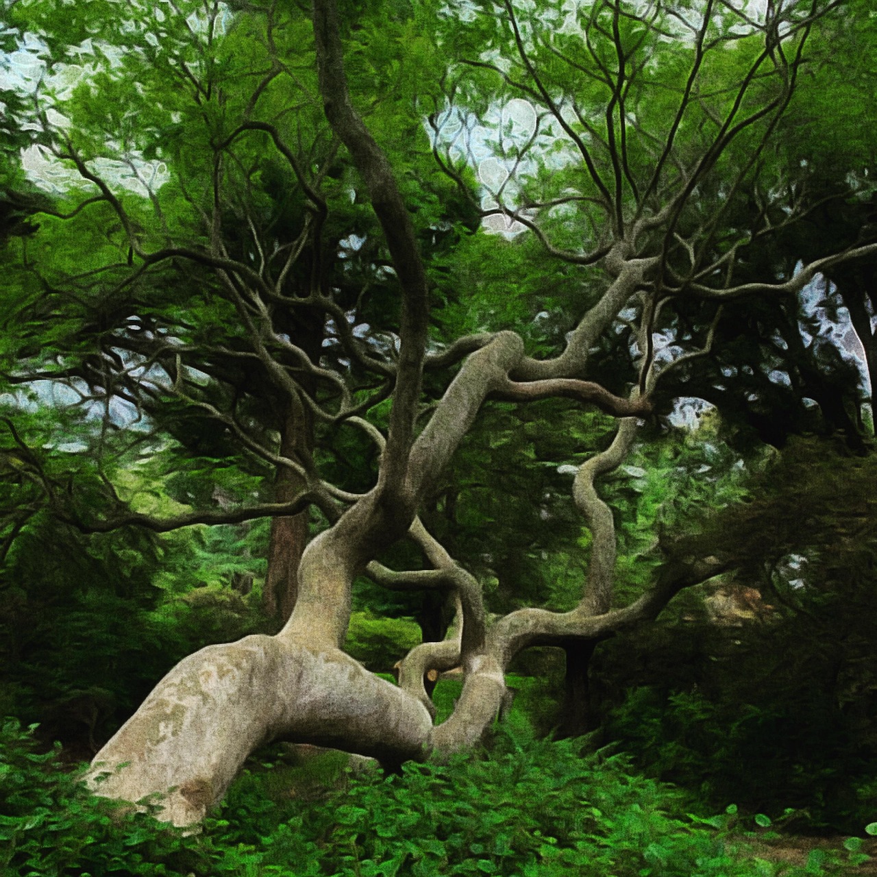 Árvore Porta-Malas Floresta - Foto gratuita no Pixabay