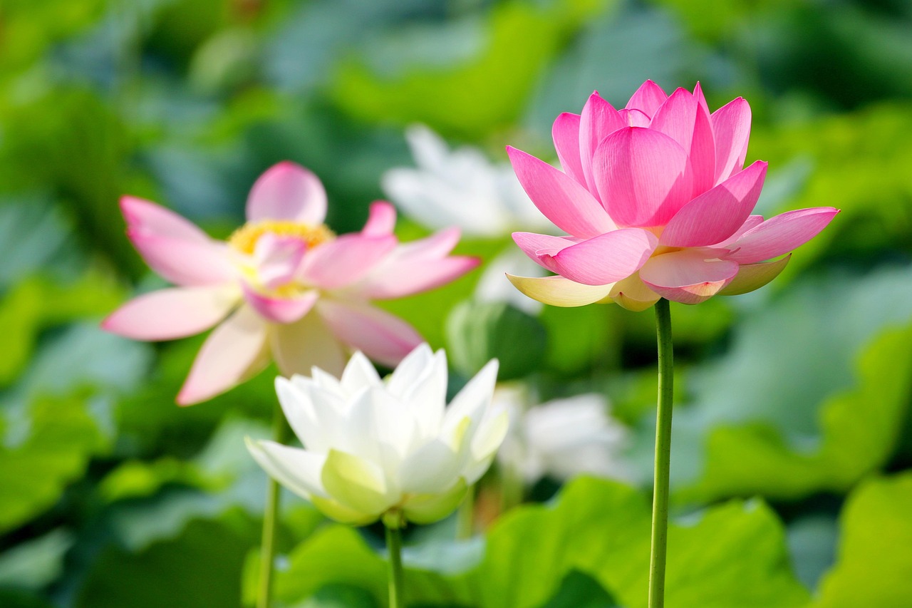 蓮 フラワーズ 蓮の花 - Pixabayの無料写真 - Pixabay