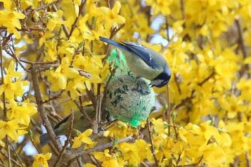 Yellow Tit, Vogel, Sitzend, Fütterung