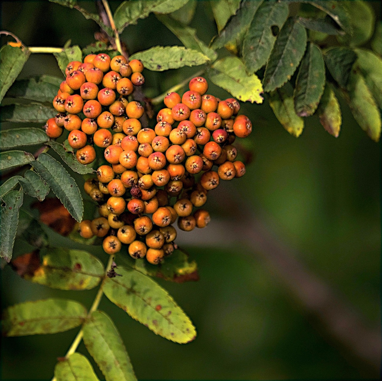Rowan Fruits Branch - Free photo on Pixabay