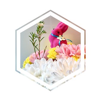 Instagram, Hexagon, Rosa Hase, Blumen