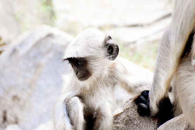 Free Gray Langur Baby photo and picture