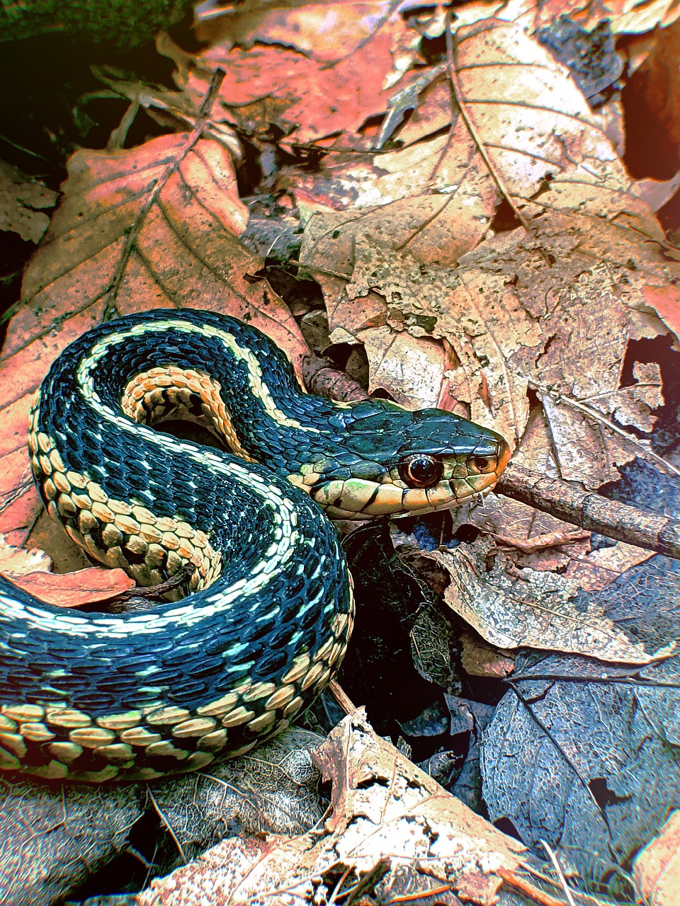 Serpent Python Reptile - Photo gratuite sur Pixabay - Pixabay