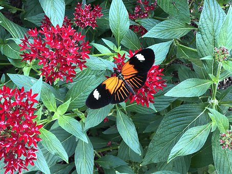 Free Butterfly Flowers illustration and picture