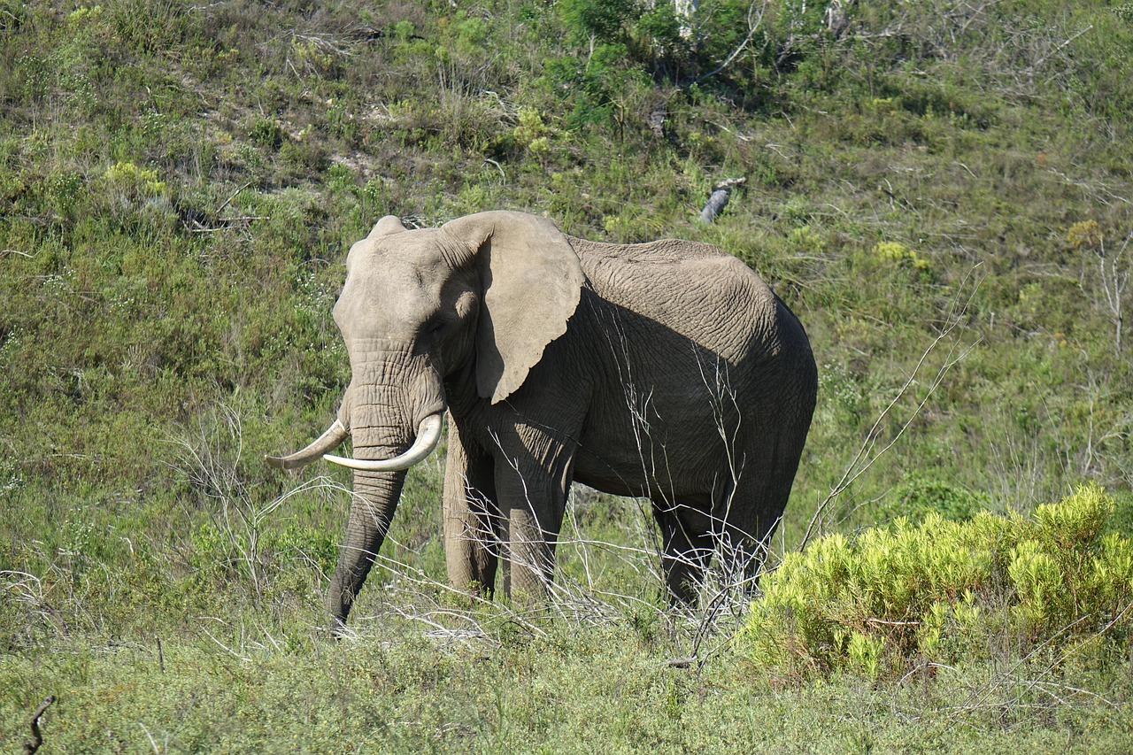 Elephant Animal Mammal - Free photo on Pixabay - Pixabay