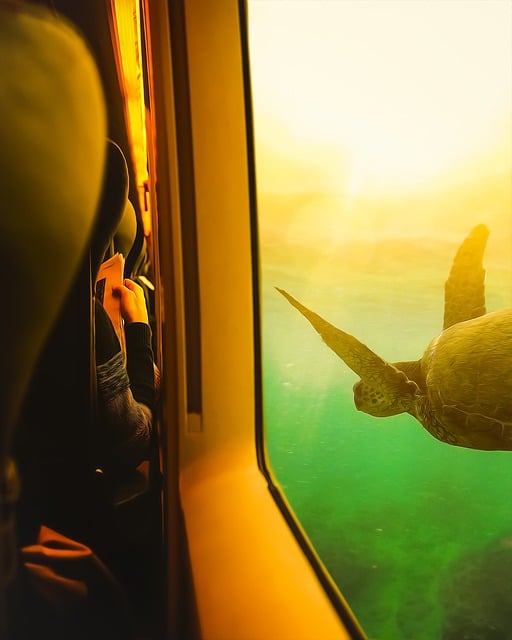 Free turtle sea ocean illustration