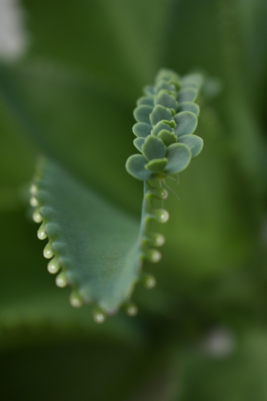 Mother Of Thousands Leaves Plant - Free photo on Pixabay - Pixabay