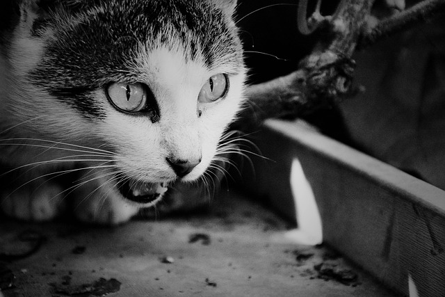Free Cat Hunt photo and picture