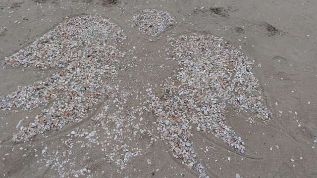 Free Beach Shells photo and picture