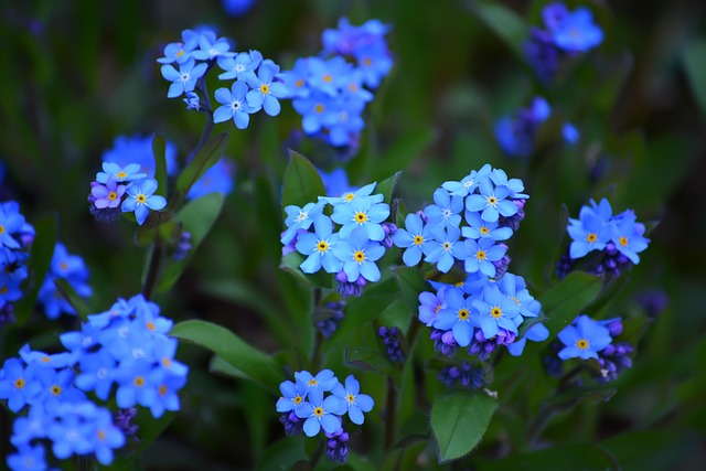Free Forget-Me-Not Flowers photo and picture