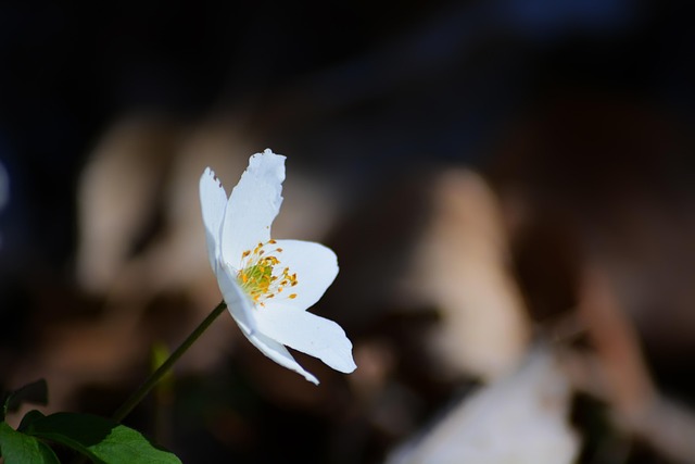 Free Snowdrop Flower photo and picture