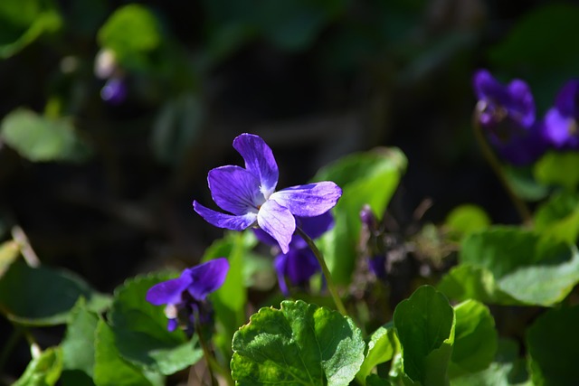 Free Gentians Flowers photo and picture